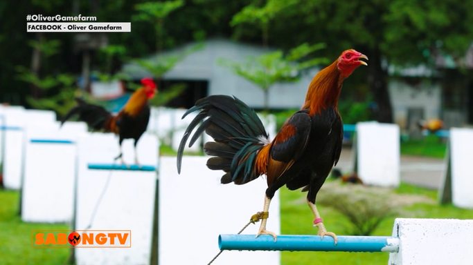 Nestor Vendivil ng Oliver Gamefarm at ang kanyang Kwento ng Dedikasyon at Pagmamahal sa Industriya Tampok sa Usapang Bloodlines July 26, 2025